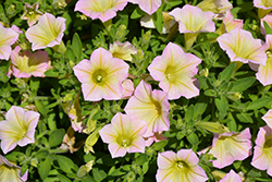 Blanket Lemon Glow Petunia (Petunia 'Blanket Lemon Glow') at Lakeshore Garden Centres
