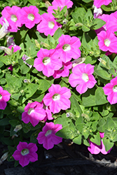 Blanket Rose Petunia (Petunia 'Blanket Rose') at Lakeshore Garden Centres