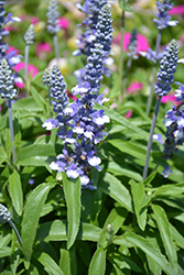 Cathedral Shining Sea Salvia (Salvia farinacea 'Cathedral Shining Sea') at Lakeshore Garden Centres