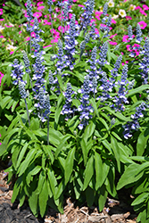 Cathedral Shining Sea Salvia (Salvia farinacea 'Cathedral Shining Sea') at Lakeshore Garden Centres