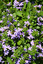 Scampi Blue Fan Flower (Scaevola aemula 'Scampi Blue') at Lakeshore Garden Centres