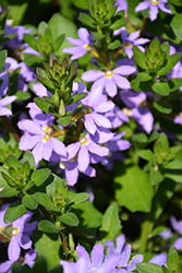 Scampi Blue Fan Flower (Scaevola aemula 'Scampi Blue') at Lakeshore Garden Centres