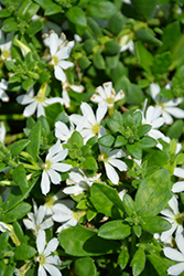 Scampi White Fan Flower (Scaevola aemula 'Scampi White') at Lakeshore Garden Centres