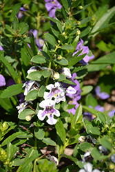 Actors White Blue Splash Angelonia (Angelonia angustifolia 'Actors White Blue Splash') at Lakeshore Garden Centres