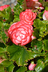 On Top Fandango Begonia (Begonia 'AmeriHybrid On Top Fandango') at Lakeshore Garden Centres