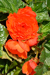 AmeriHybrid Ruffled Mandarin Orange Begonia (Begonia 'AmeriHybrid Ruffled Mandarin Orange') at Lakeshore Garden Centres