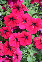 Trilogy Deep Purple Petunia (Petunia 'Trilogy Deep Purple') at Lakeshore Garden Centres