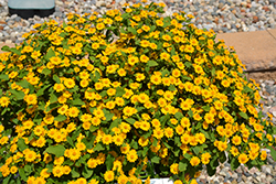 Jackpot Gold Melampodium (Melampodium 'Jackpot Gold') at Lakeshore Garden Centres