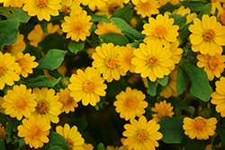 Jackpot Gold Melampodium (Melampodium 'Jackpot Gold') at Lakeshore Garden Centres