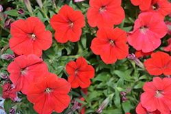 Sanguna Patio Red Petunia (Petunia 'Sanguna Patio Red') at Lakeshore Garden Centres