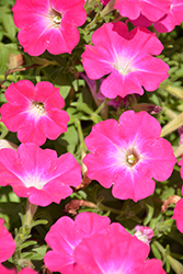 Sanguna Patio Pink Morn Petunia (Petunia 'Sanguna Patio Pink Morn') at Lakeshore Garden Centres
