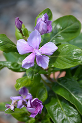 Soiree Double Orchid Vinca (Catharanthus roseus 'Soiree Double Orchid') at Lakeshore Garden Centres