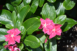 Soiree Crown Rose Vinca (Catharanthus roseus 'Soiree Crown Rose') at Lakeshore Garden Centres
