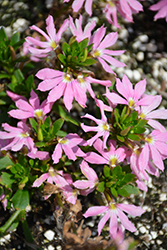 Surdiva Classic Pink Fan Flower (Scaevola aemula 'Surdiva Classic Pink') at Lakeshore Garden Centres