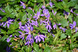 Surdiva Classic Blue Fan Flower (Scaevola aemula 'Surdiva Classic Blue') at Lakeshore Garden Centres