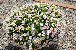 Surfinia Mounding Heartbeat Petunia (Petunia 'Surfinia Mounding Heartbeat') at Lakeshore Garden Centres