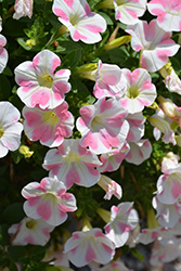 Surfinia Mounding Heartbeat Petunia (Petunia 'Surfinia Mounding Heartbeat') at Lakeshore Garden Centres