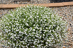 Suntory Trailing White Lobelia (Lobelia 'Suntory Trailing White') at Lakeshore Garden Centres