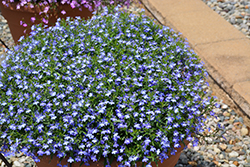 Suntory Trailing Blue with Eye Lobelia (Lobelia 'Suntory Trailing Blue with Eye') at Lakeshore Garden Centres