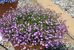 Suntory Trailing Pink Lobelia (Lobelia 'Suntory Trailing Pink') at Lakeshore Garden Centres