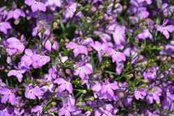 Suntory Trailing Pink Lobelia (Lobelia 'Suntory Trailing Pink') at Lakeshore Garden Centres