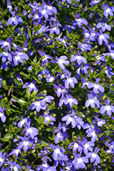 Suntory Compact Sky Blue Lobelia (Lobelia 'Suntory Compact Sky Blue') at Lakeshore Garden Centres