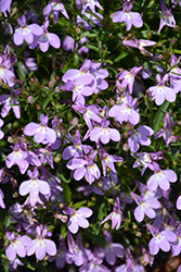 Suntory Compact Pink Lobelia (Lobelia 'Suntory Compact Pink') at Lakeshore Garden Centres