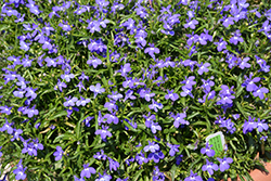 Suntory Compact Blue Lobelia (Lobelia 'Suntory Compact Blue') at Lakeshore Garden Centres
