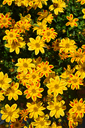 Beedance Red Stripe Bidens (Bidens 'Beedance Red Stripe') at Lakeshore Garden Centres