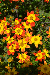 Beedance Painted Red Bidens (Bidens 'Beedance Painted Red') at Lakeshore Garden Centres