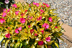SunPatiens Compact Tropical Rose New Guinea Impatiens (Impatiens 'SunPatiens Compact Tropical Rose') at Lakeshore Garden Centres