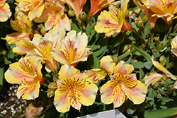 Colorita Sara Alstroemeria (Alstroemeria 'Staprisara') at Lakeshore Garden Centres