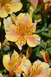 Colorita Sara Alstroemeria (Alstroemeria 'Staprisara') at Lakeshore Garden Centres