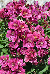 Colorita Louise Alstroemeria (Alstroemeria 'Zaprilou') at Lakeshore Garden Centres