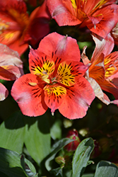 Colorita Letizia Alstroemeria (Alstroemeria 'Zaprilet') at Lakeshore Garden Centres