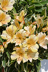 Colorita Fabiana Alstroemeria (Alstroemeria 'Zaprifabi') at Lakeshore Garden Centres