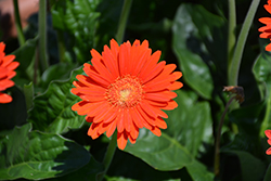 Garvinea Sweet Glow Gerbera Daisy (Gerbera 'Garvinea Sweet Glow') at Lakeshore Garden Centres