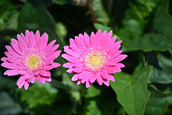 Garvinea Sweet Surprise Gerbera (Gerbera 'Garvinea Sweet Surprise') at Lakeshore Garden Centres