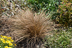 Mad For Mocha Hair Sedge (Carex comans 'Mad For Mocha') at Lakeshore Garden Centres