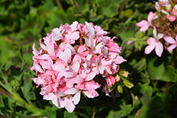 Quantum Light Pink Geranium (Pelargonium 'Quantum Light Pink') at Lakeshore Garden Centres