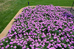 EnduraScape Pink Bicolor Verbena (Verbena 'Balendpibi') at Golden Acre Home & Garden