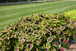 French Quarter Coleus (Solenostemon scutellarioides 'Balvolfrenq') at Lakeshore Garden Centres