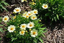 UpTick Cream Tickseed (Coreopsis 'Balupteam') at Lakeshore Garden Centres