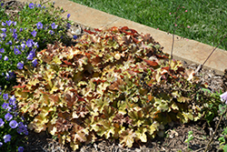 Carnival Coffee Bean Coral Bells (Heuchera 'Coffee Bean') at Lakeshore Garden Centres