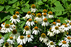 PowWow White Coneflower (Echinacea purpurea 'PowWow White') at Peter Knippel Garden Centre
