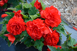 Nonstop Red Begonia (Begonia 'Nonstop Red') at The Mustard Seed