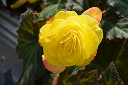 Nonstop Mocca Yellow Begonia (Begonia 'Nonstop Mocca Yellow') at A Very Successful Garden Center