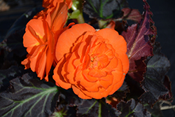 Nonstop Mocca Bright Orange Begonia (Begonia 'Nonstop Mocca Bright Orange') at Lakeshore Garden Centres