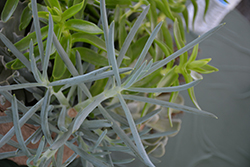 Serpents Blue Chalk Fingers (Senecio vitalis 'Serpents') at Lakeshore Garden Centres