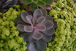 Perle Von Nurnberg Echeveria (Echeveria 'Perle Von Nurnberg') at Lakeshore Garden Centres